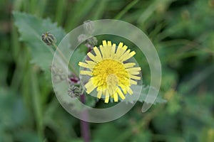 Common sowthistle, Sonchus oleraceus