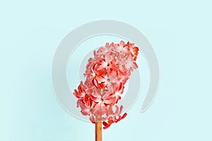 Flower composition. beautiful red hyacinth on a blue background close-up. copy space