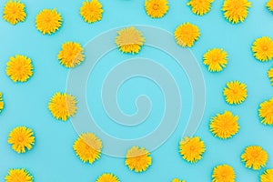 Flower composition. Floral frame of yellow dandelions on blue background. Flat lay Crearive top view. Top-down composition. Copy