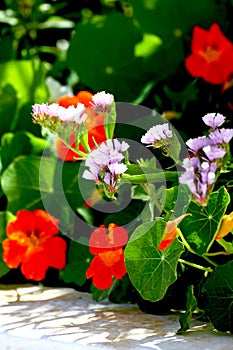 Flower composition with nasturtiums, photo