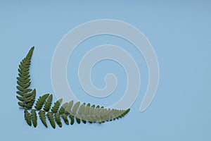 Flower composition. Pattern made of wild fern leaves on blue background.