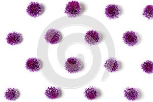 Flower composition. Purple allium flowers isolated on white background. Floral pattern. Flat lay