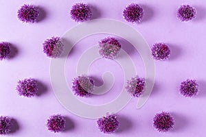 Flower composition. Purple allium flowers on purple background. Floral pattern. Flat lay