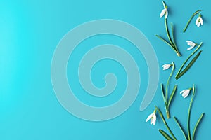 Flower composition. Spring snowdrop flowers on blue background. flat lay. top view