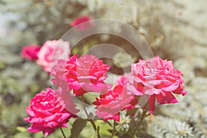 Flower composition. Summer bright red fragrant garden roses in a bush in the sun