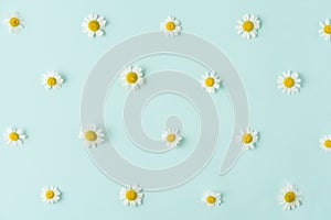 Flower composition. White chamomile or daisy flowers on pastel blue background. Floral pattern. Flat lay