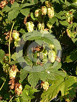 Flower cones of common hop