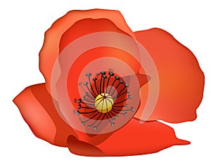 flower,coquelicot