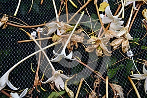 Flower of Cork Tree on metal grill mesh