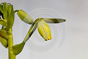 Flower of a corkscrew albuca, Albuca spiralis