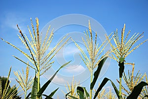 Flower of the corn