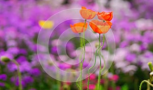 Flower of Corn poppy