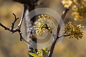 Flower of a Cornelian cherry, Cornus mas