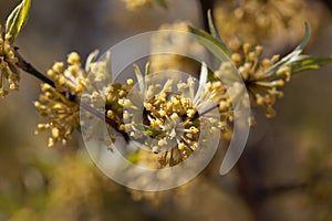 Flower of a Cornelian cherry, Cornus mas