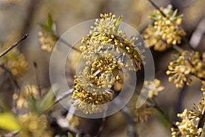 Flower of a Cornelian cherry, Cornus mas