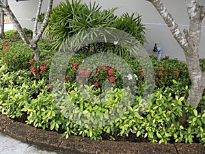 Flower corner in Thailand