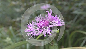 Flower of Cornflower.