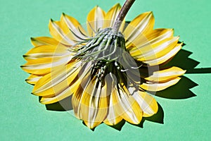 Flower corolla
