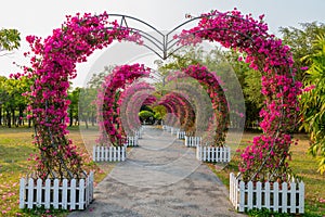 Flower corridor