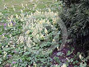 Flower Corydalis (Corydalis bracteata) photo