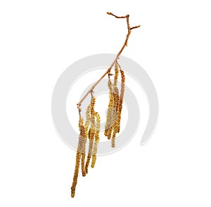 Flower of Corylus avellana, hazelnut in high definition. Spring allergen. Flower on white background