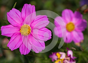 Flower of Cosmos?- Cosmos bipinnate Cav stock photo