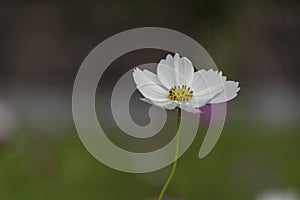 Cosmos