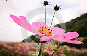 flower cosmos pinkflower sky photo