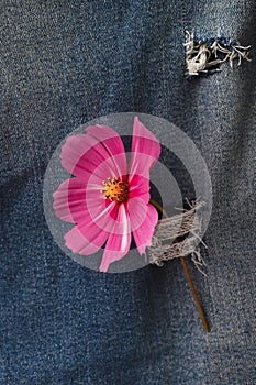 Flower Cosmos on ripped jeans background