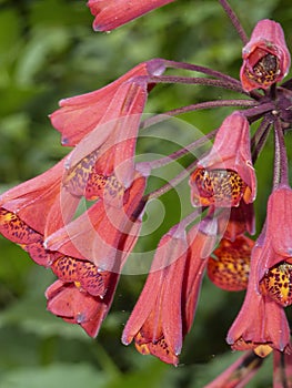 Flower in Costa Rica