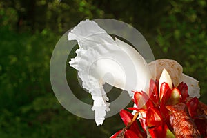 Flower, Costus sp , Aarey Milk Colony , INDIA