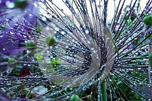 A flower covered with dew on a cold morning