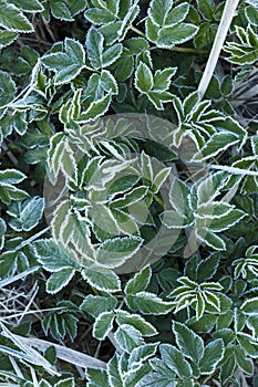 Flower covered  frost in the early morning.