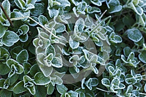 Flower covered  frost in the early morning.