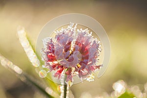 Flower covered with hoarfrost