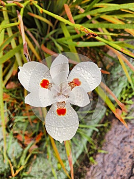 Flower covered with raindrops in the middle of the city