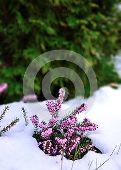 Flower covered with snow. Erica carnea