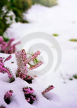 Flower covered with snow. Erica carnea