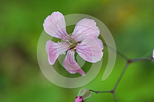 Flower of a cow basil, Vaccaria hispanica