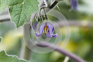 Flower of a cow`s udder, Solanum mammosum