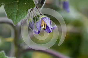 Flower of a cow`s udder, Solanum mammosum