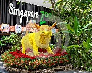 Flower Cow in Singapore Zoo