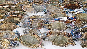 Flower crab, Blue crab, Blue swimmer crab, Blue manna crab, Sand