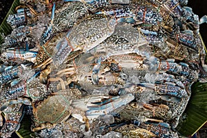 Flower crab, Blue crab, Blue swimmer crab, Blue manna crab, Sand