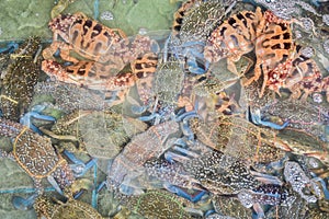 Flower crab, Blue crab, Blue swimmer crab, Blue manna crab, Sand
