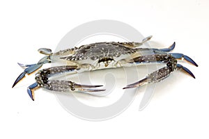 Flower crab, Blue crab, Blue swimmer crab Portunus pelagicus isolated on white background