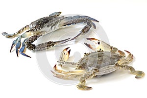 Flower crab, Blue crab, Blue swimmer crab Portunus pelagicus isolated on white background