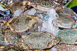 Flower crab, Blue swimmer crab, Blue manna crab, Sand crab, Portunus pelagicus . stack of fresh blue swimming crabs in seafood mar