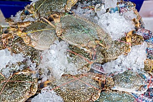 Flower crab, Blue swimmer crab, Blue manna crab, Sand crab, Portunus pelagicus . stack of fresh blue swimming crabs in seafood mar
