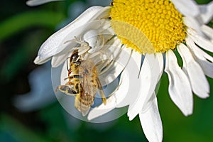 Flower crab spider in a blossom with prey